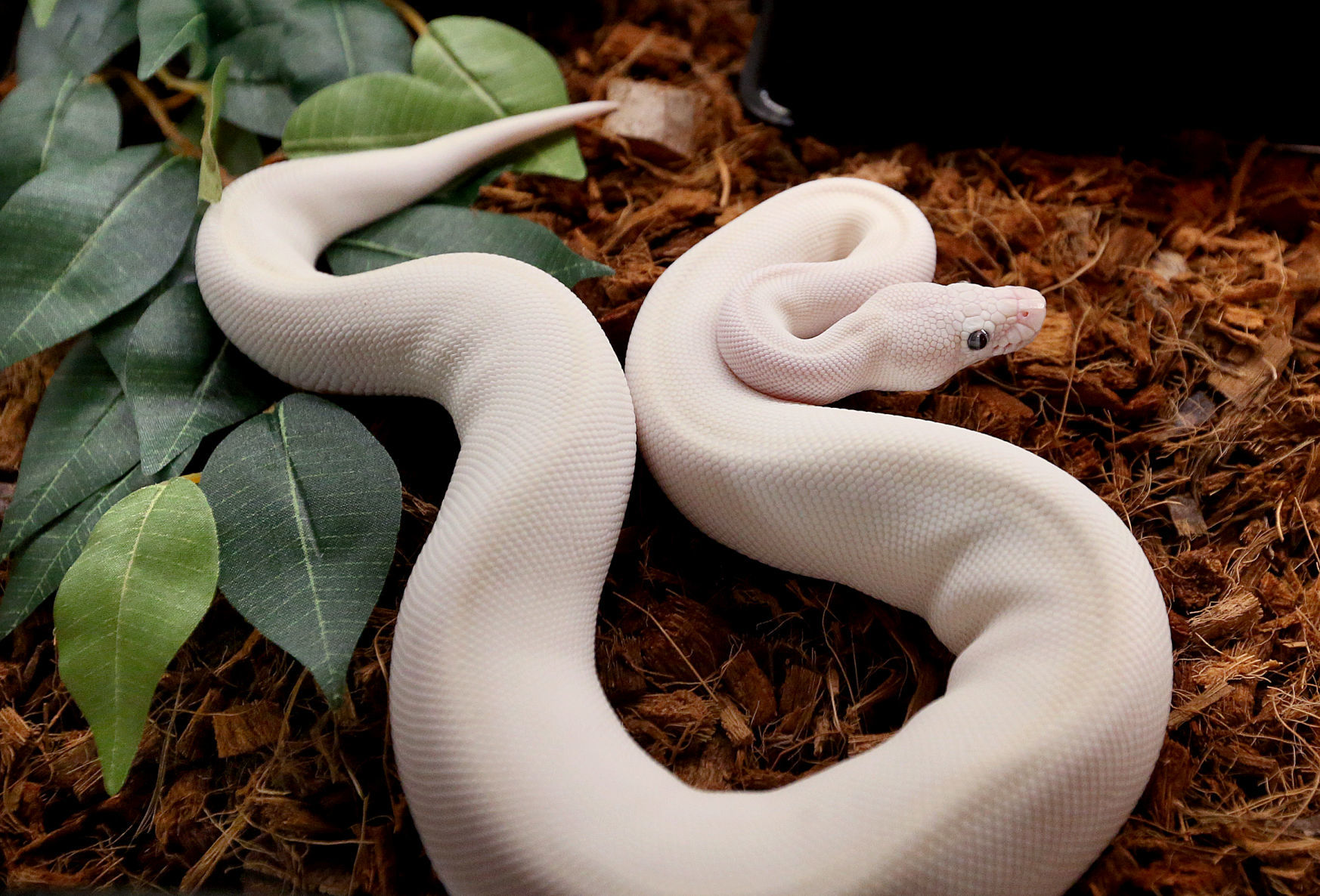 Driftless Reptiles